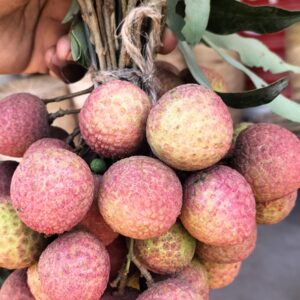 ২০০টি লিচুর ঝুড়ি